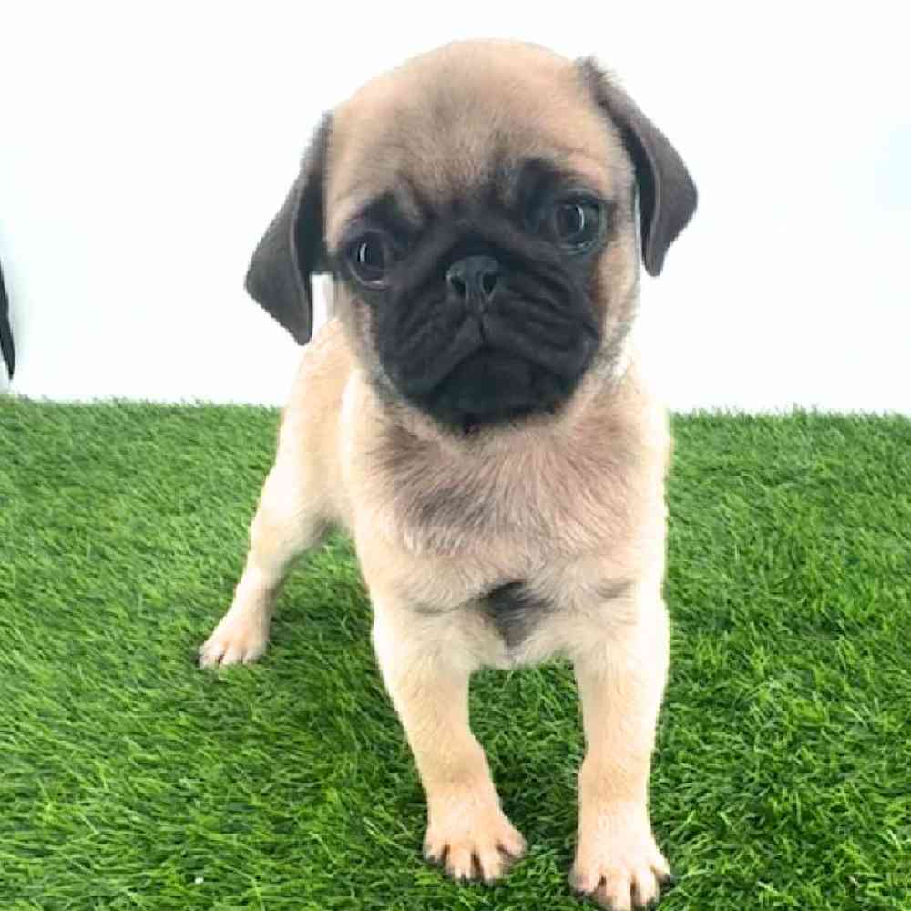 pet breed image