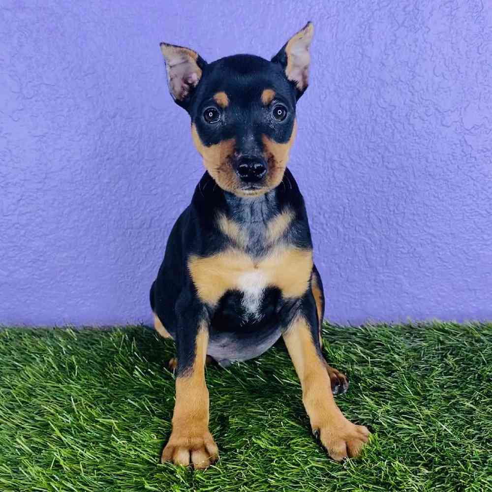 Male Min Pin Puppy for sale