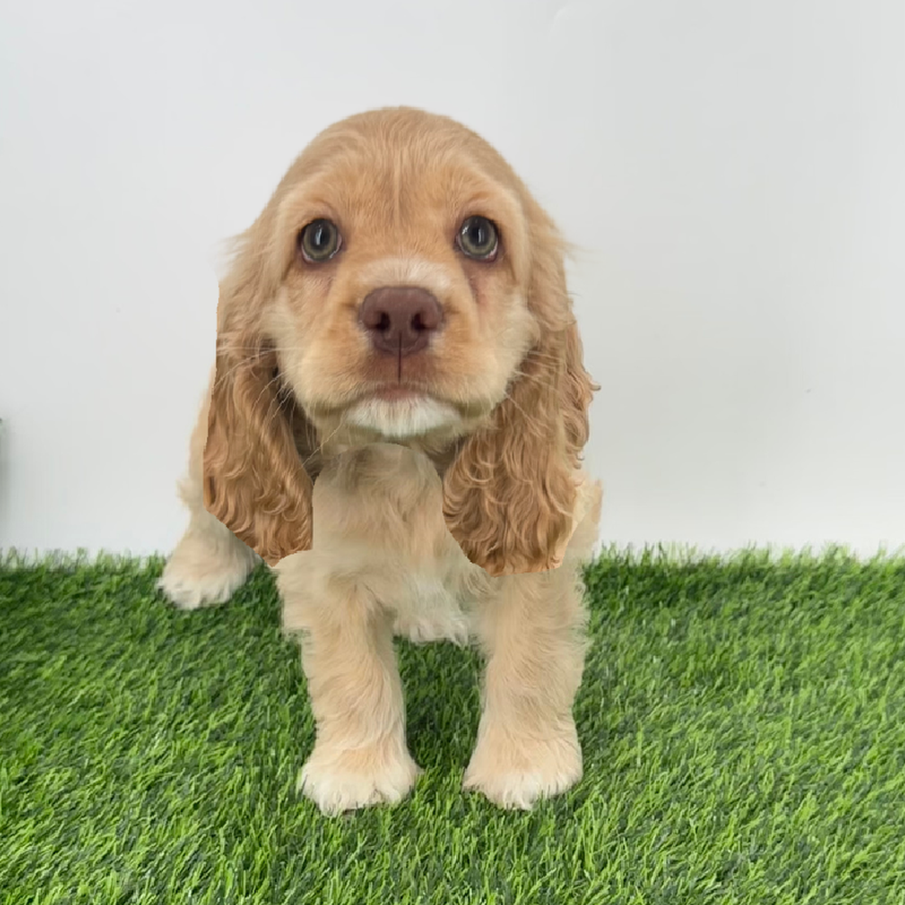 pet breed image