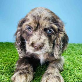 Cocker Spaniel