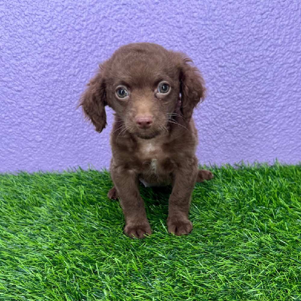 pet breed image