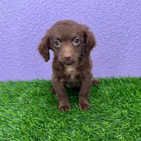 Cockapoo
