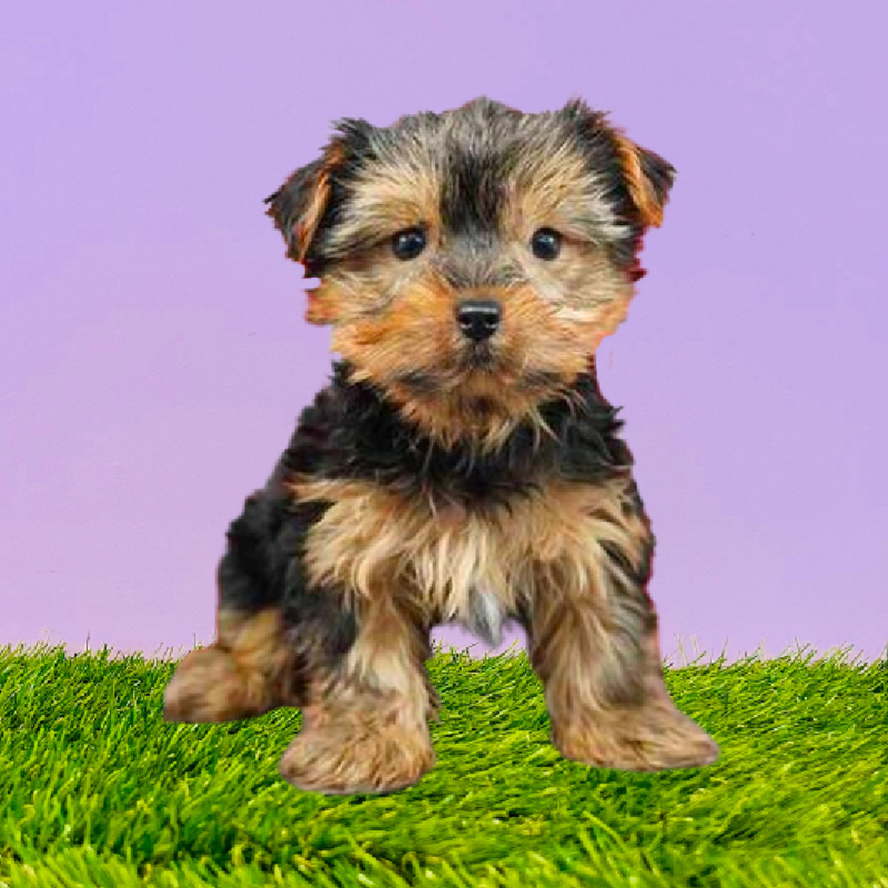 Yorkie