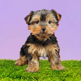 Yorkie