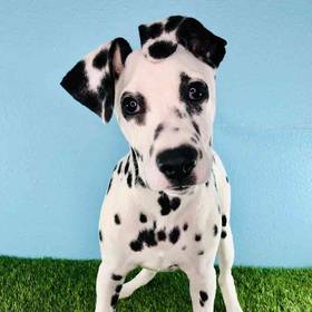 Dalmatian