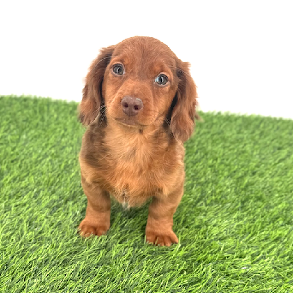pet breed image