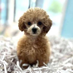 Poodle