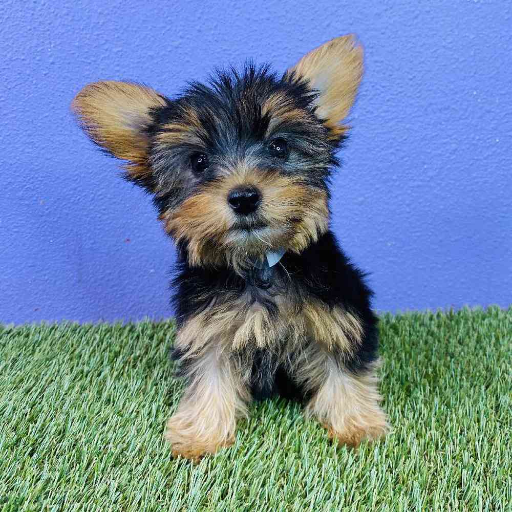 Female Yorkie Puppy for sale