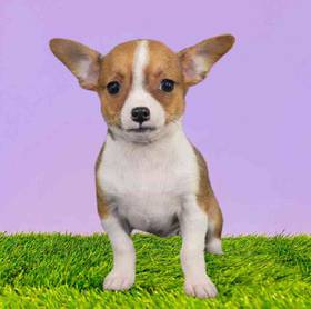 Chihuahua