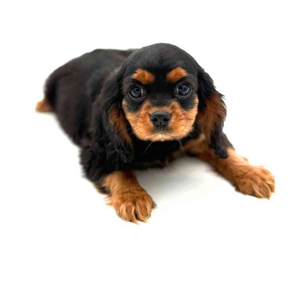 Male Cavalier King Charles Spaniel Puppy for Sale in Puyallup, WA