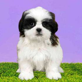 Shih Tzu