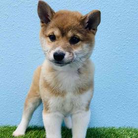Shiba Inu