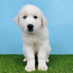 Great Pyrenees