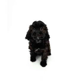 Cavapoo