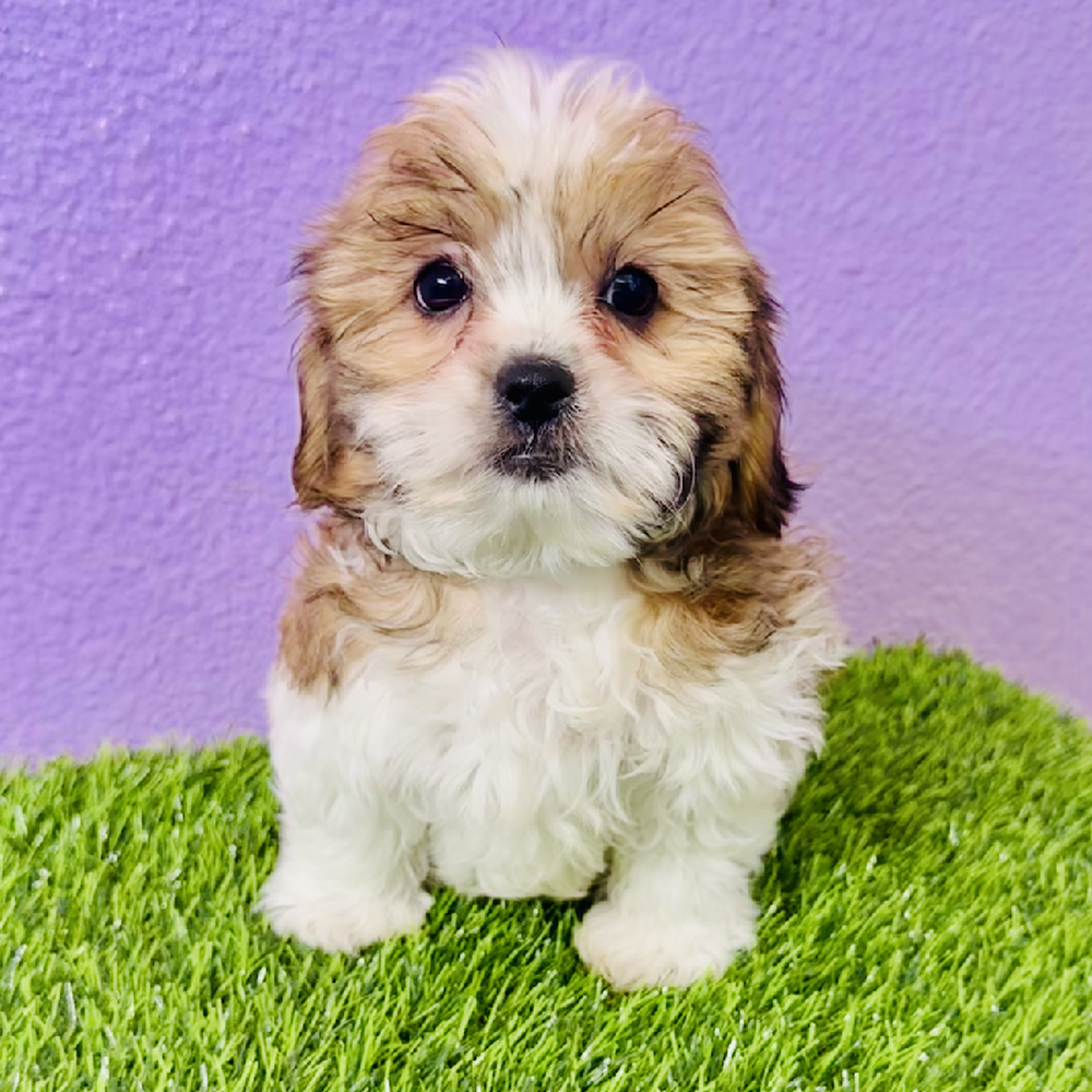 pet breed image