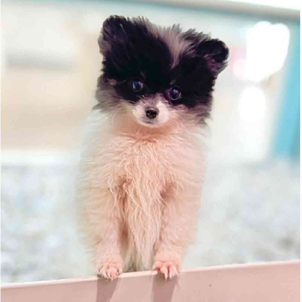 carousel pet images