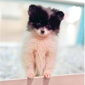 Pomeranian