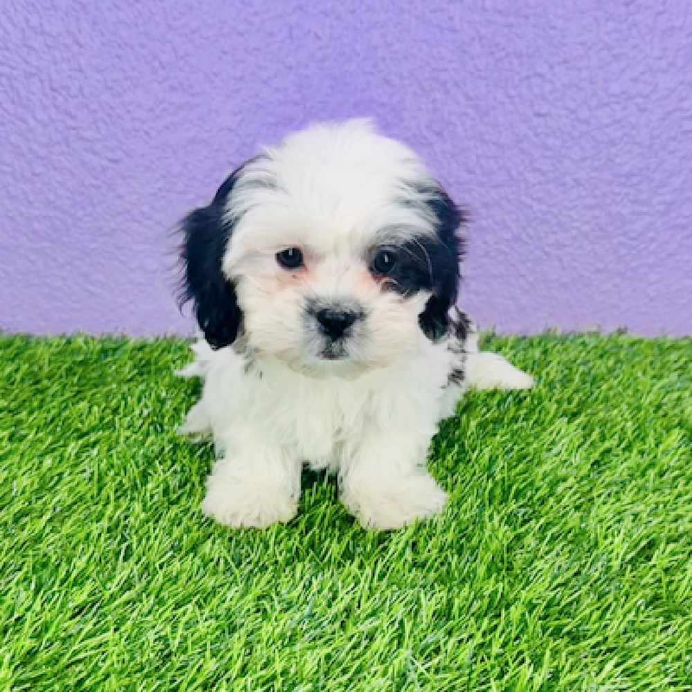 pet breed image