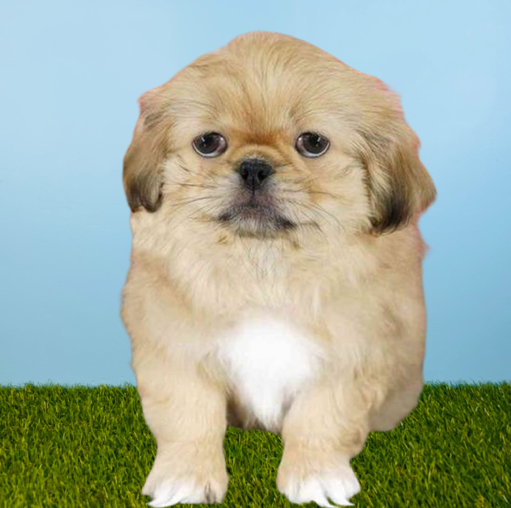 Female Pekingese Puppy for Sale in Tolleson, AZ