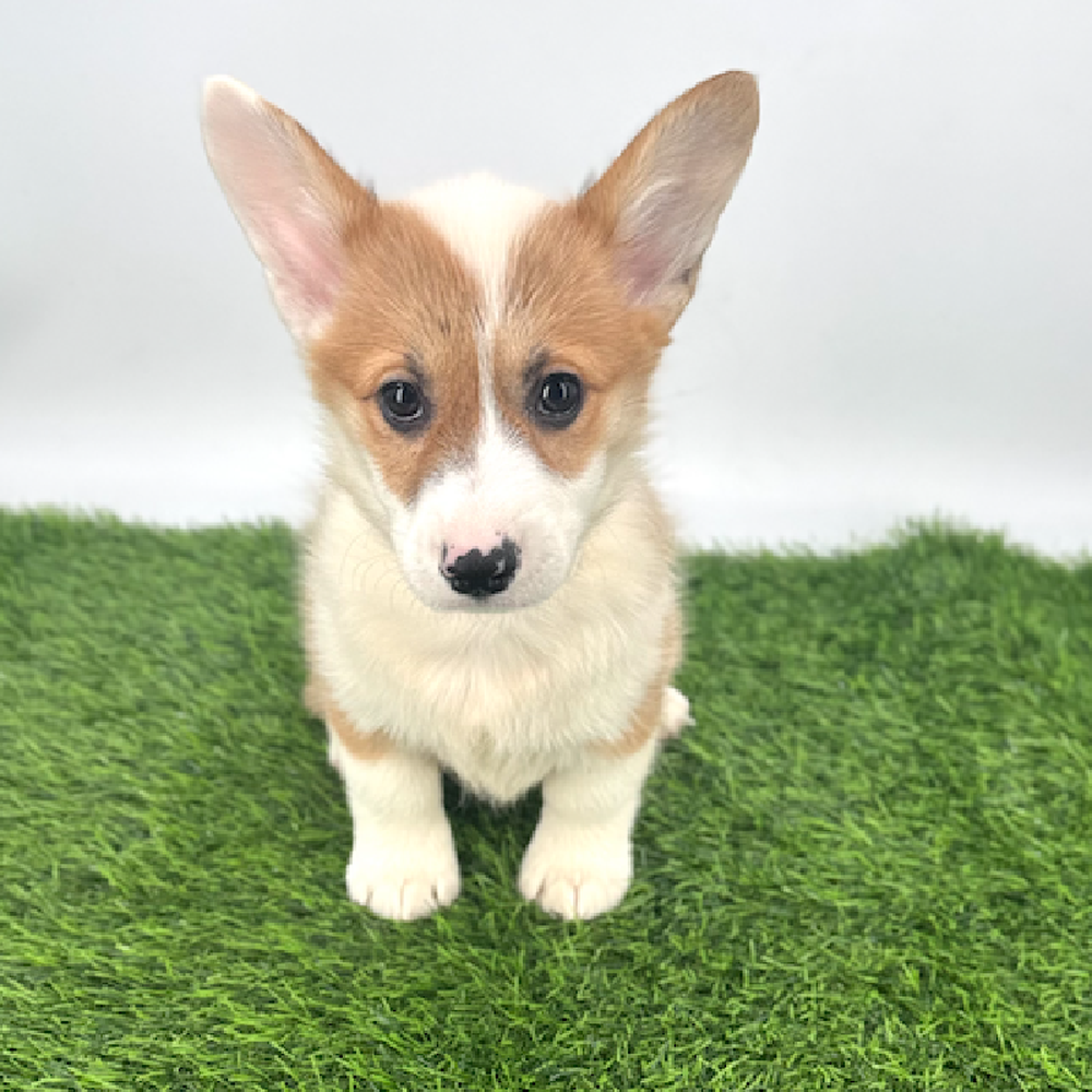 pet breed image