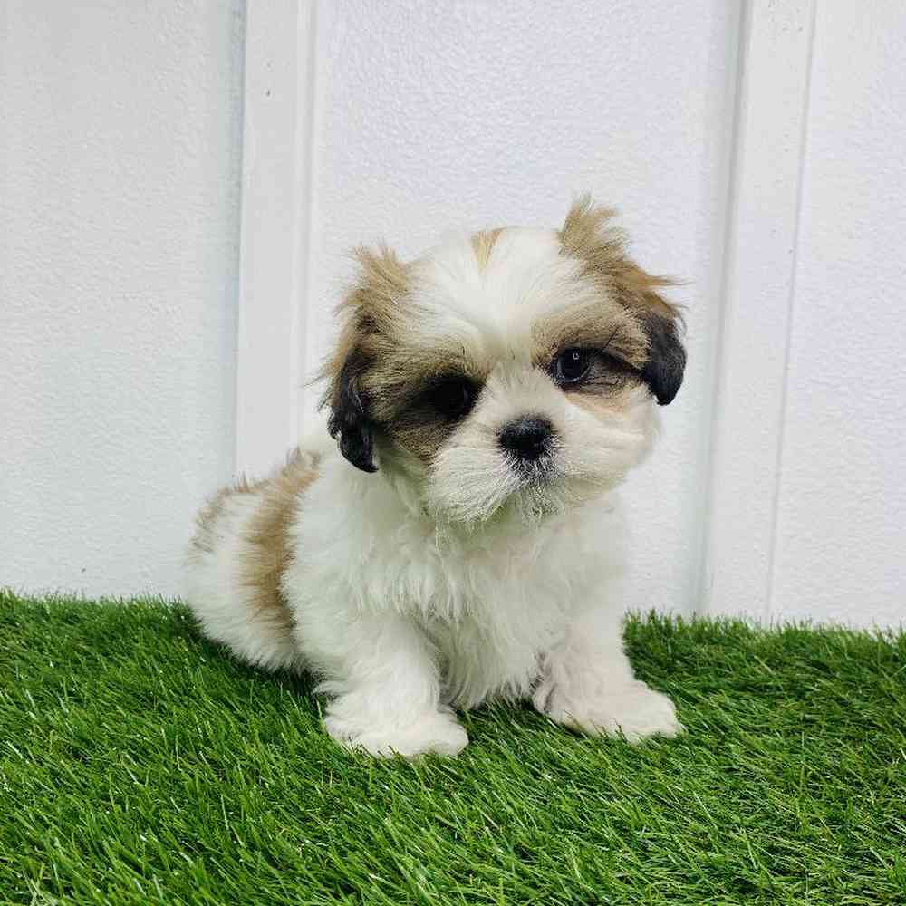 carousel pet images