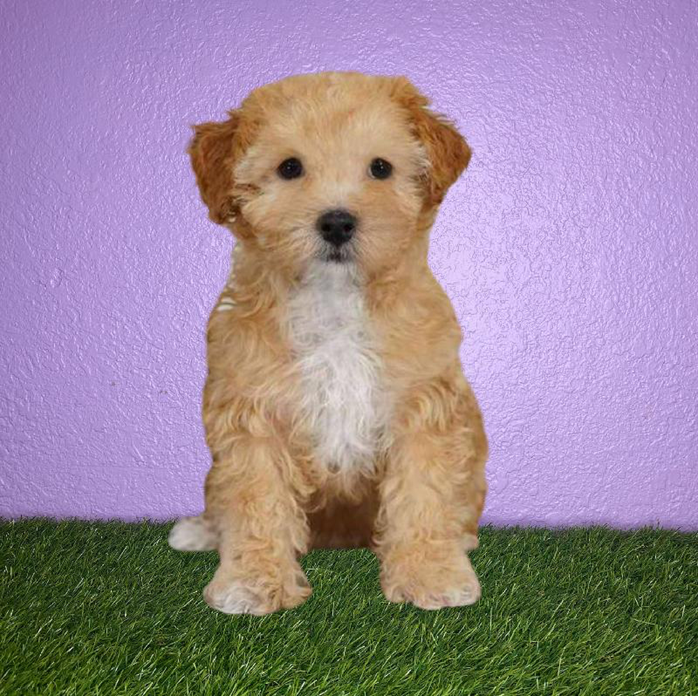 Maltipoo Puppies for Sale New Braunfels