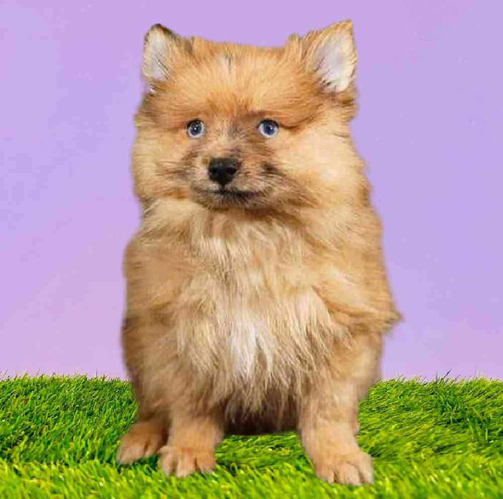 Pomeranian