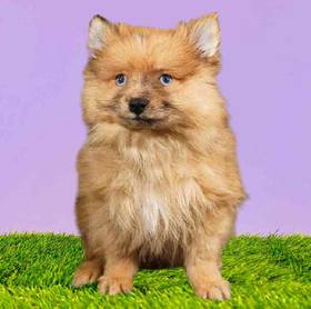 Pomeranian