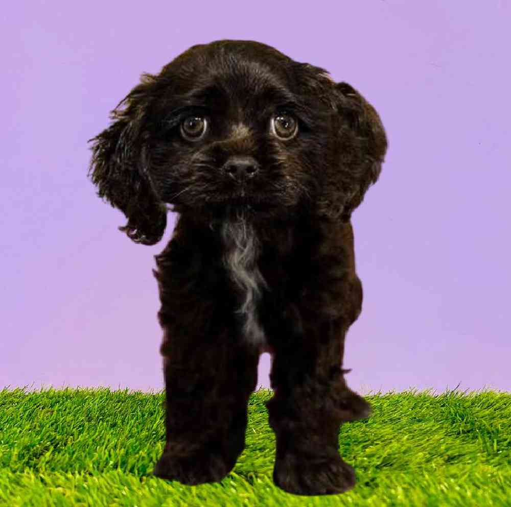 Female Cocker Spaniel Puppy for Sale in Puyallup, WA