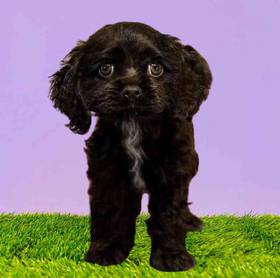Cocker Spaniel