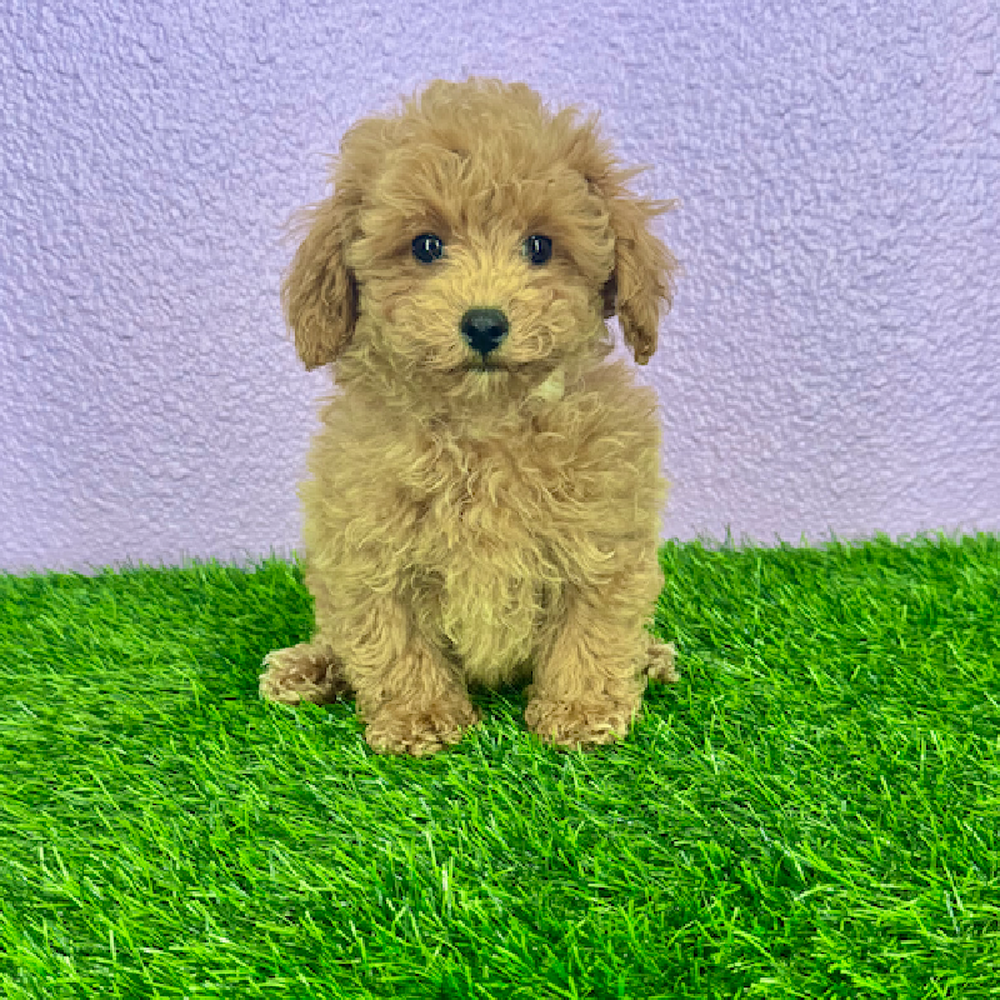 pet breed image