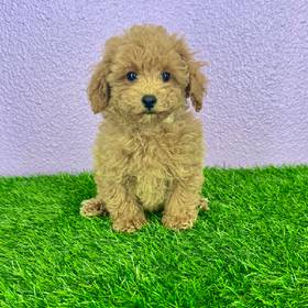 Poodle