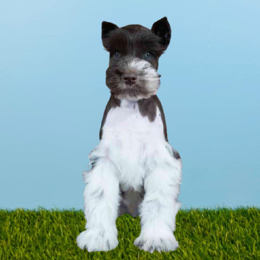 Male Mini Schnauzer Puppy for sale