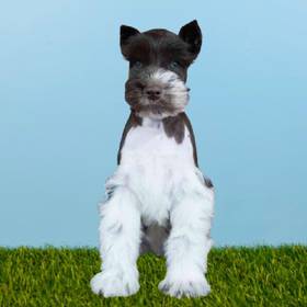 Mini Schnauzer