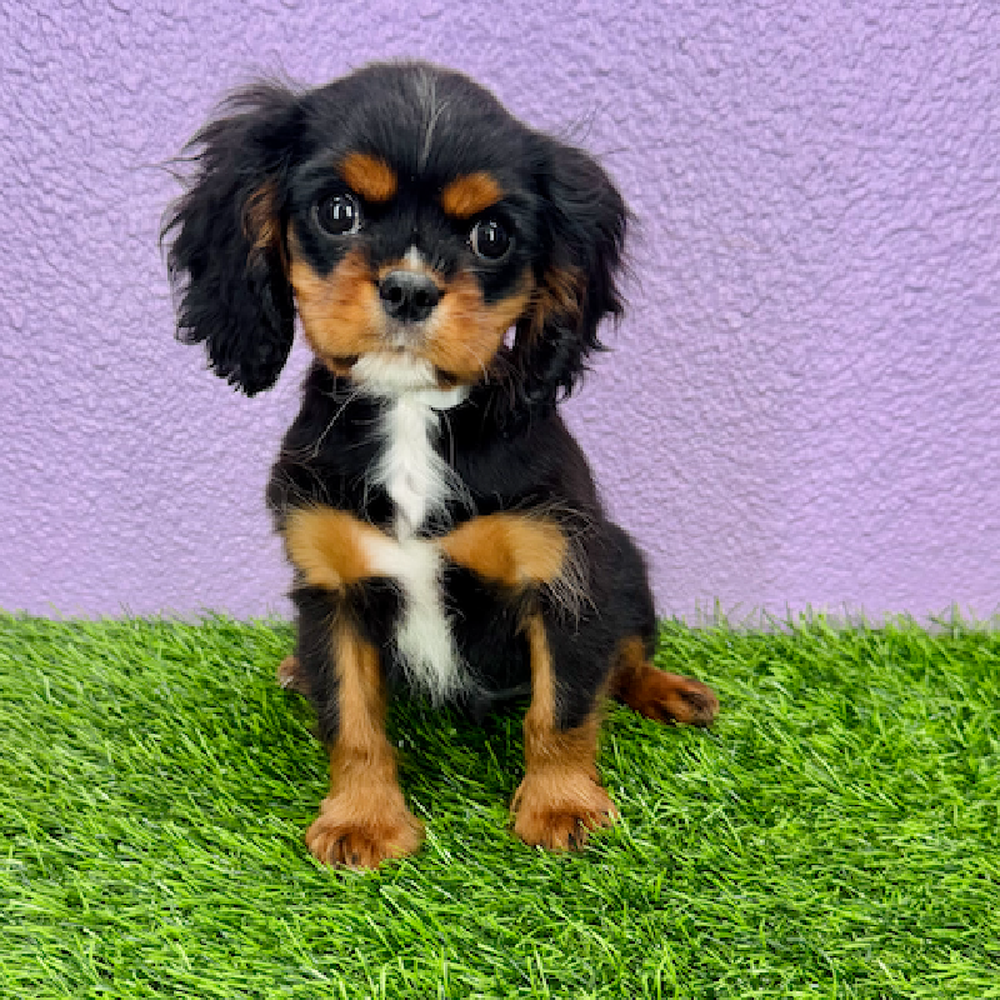 pet breed image