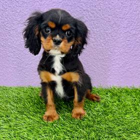 Cavalier King Charles Spaniel