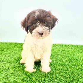 Schnoodle