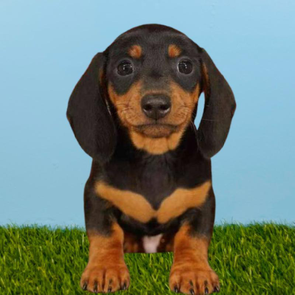 Male Dachshund Puppy for sale