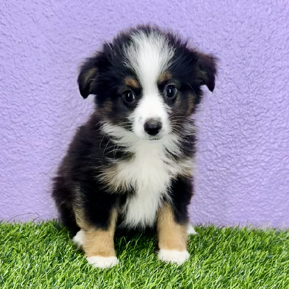 pet breed image