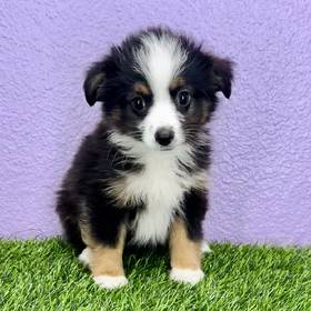 Mini Australian Shepherd