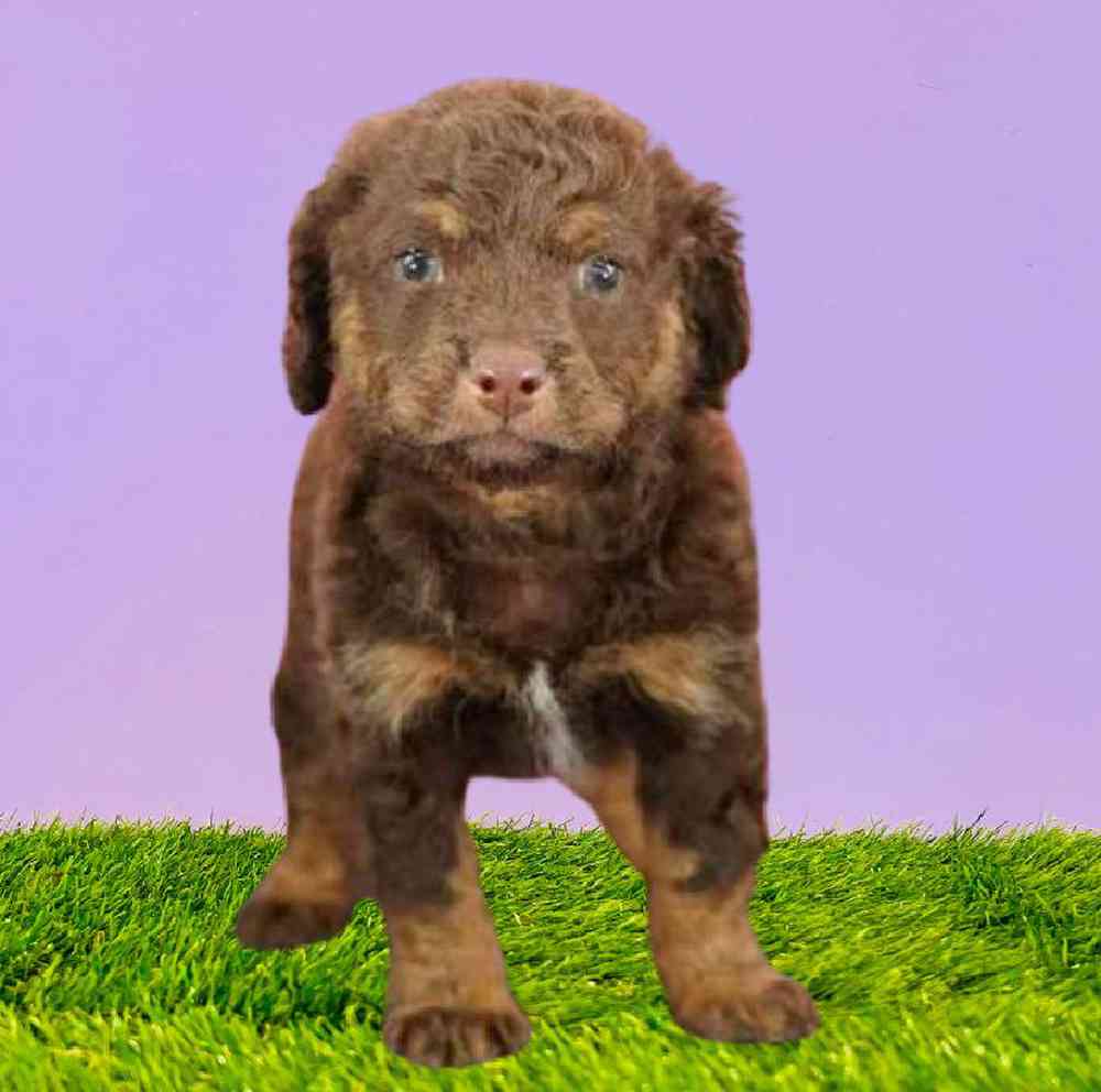 Cockapoo