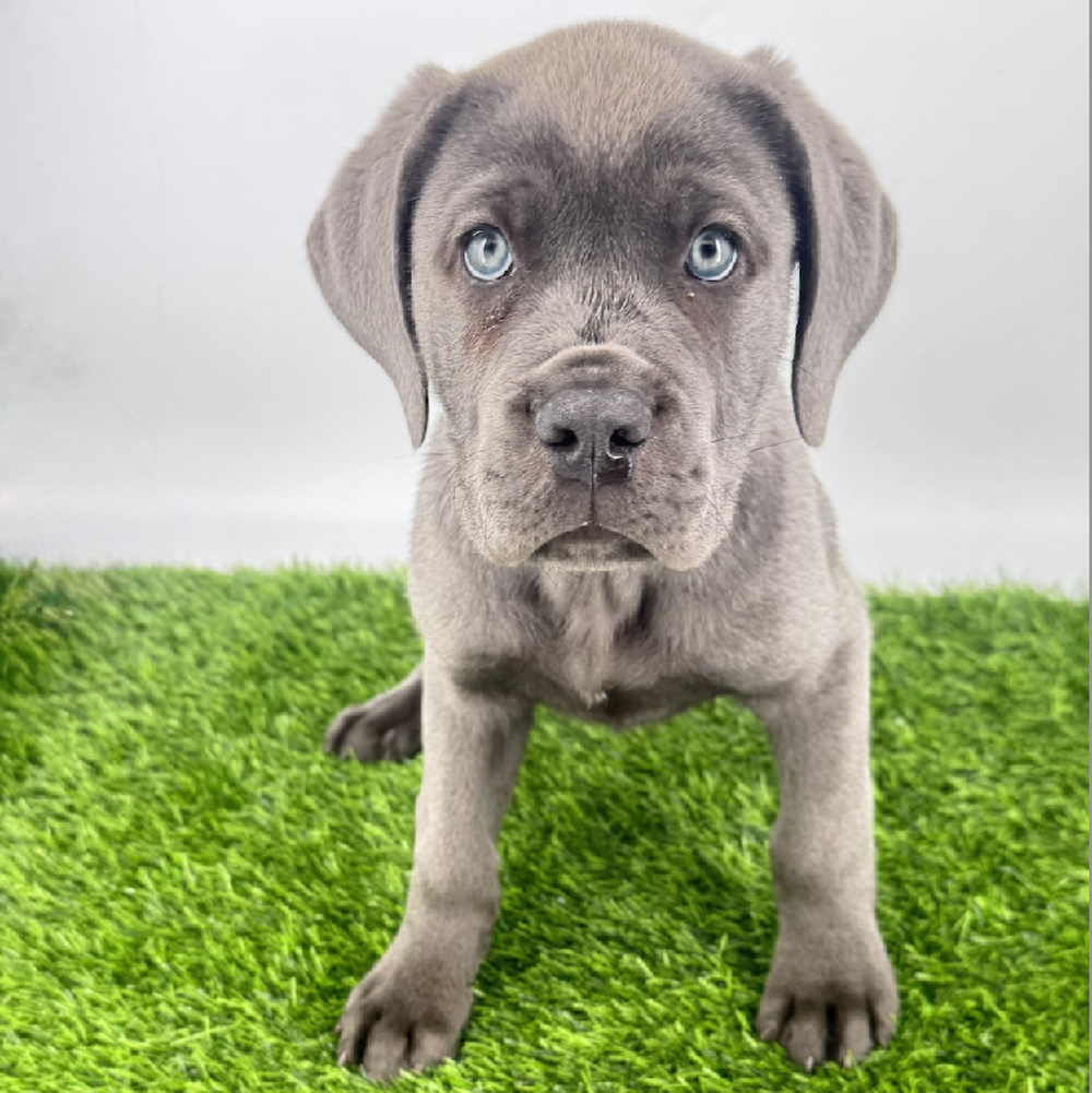 pet breed image