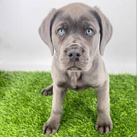 Cane Corso