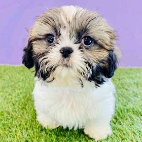 Shih Tzu