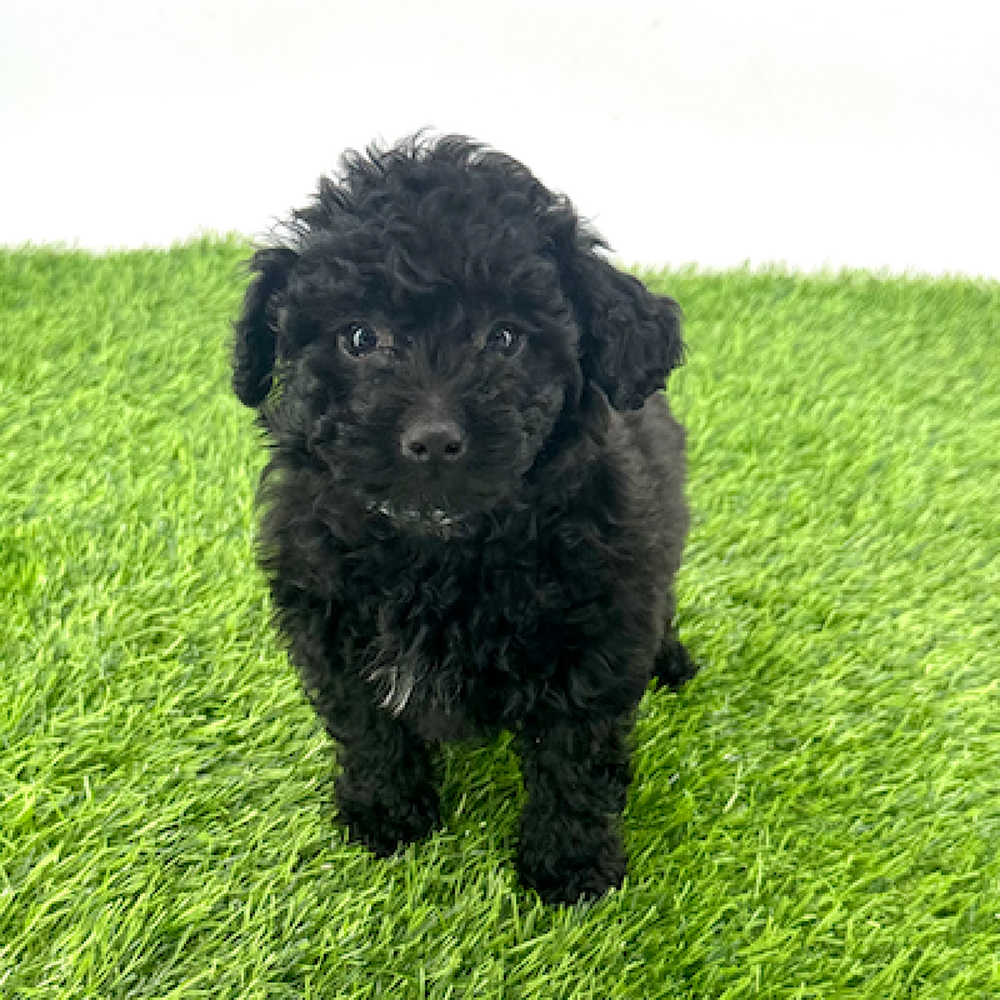 pet breed image