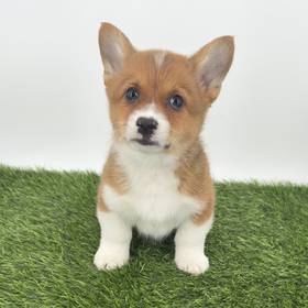 Pembroke Welsh Corgi