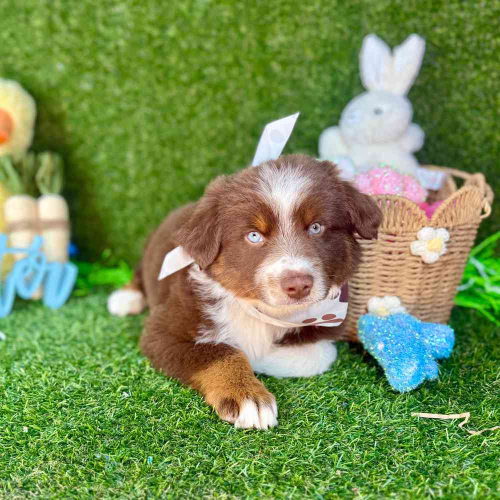 carousel pet images