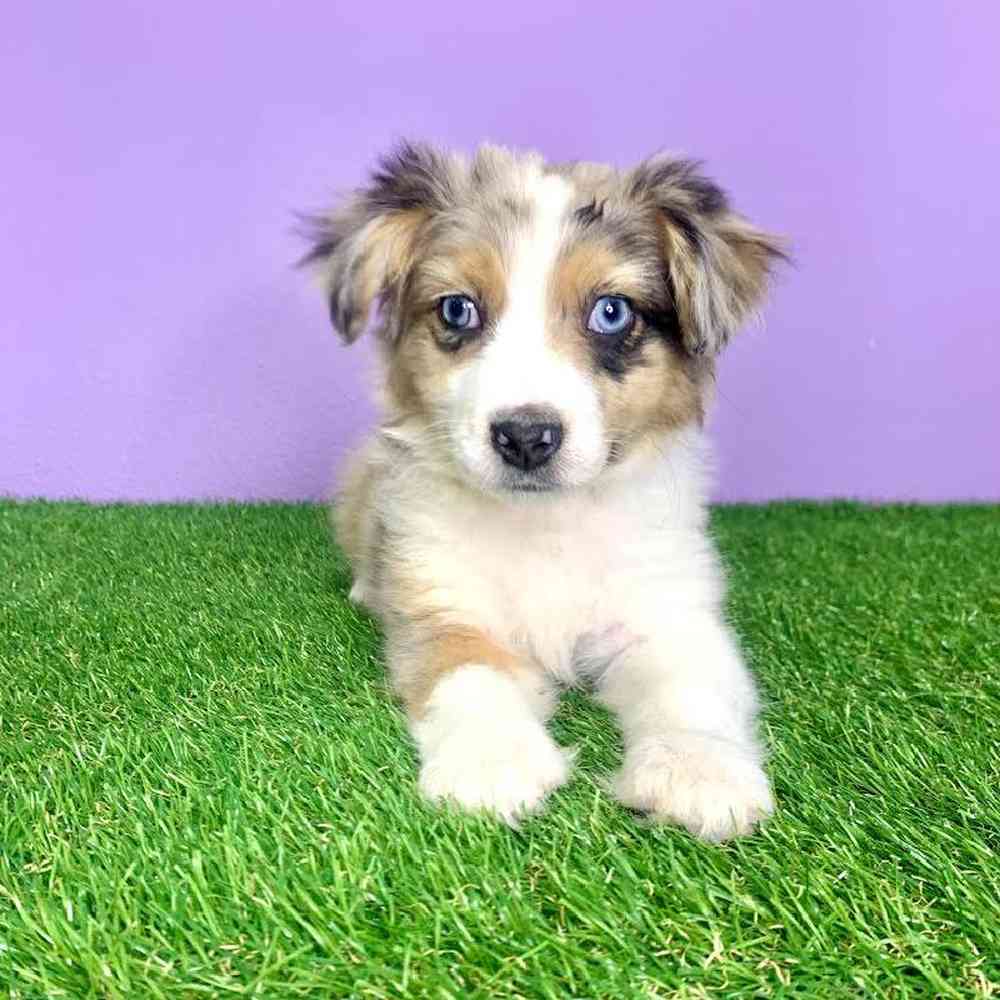 Mini aussie puppies near me