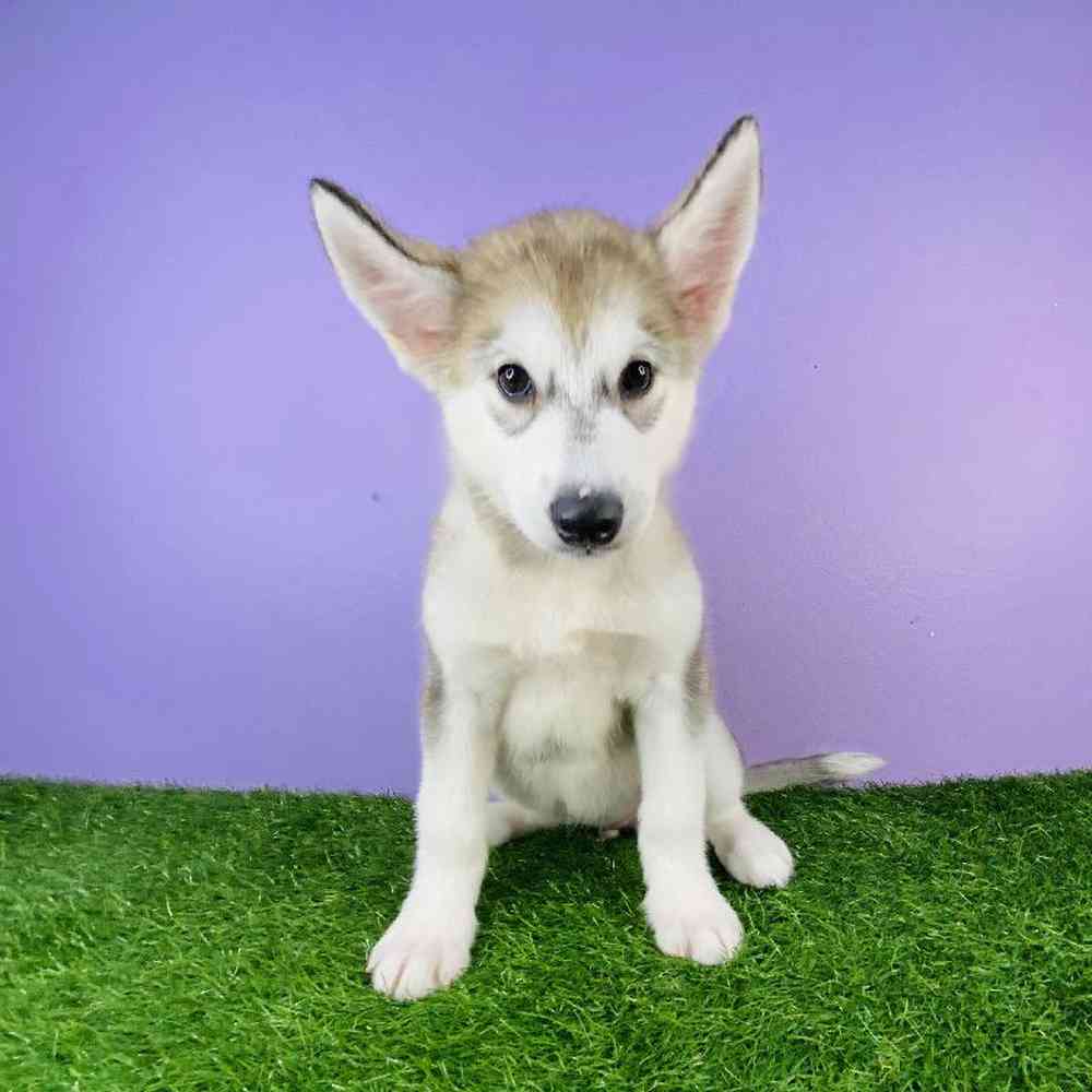 Female Alaskan Malamute Puppy for sale