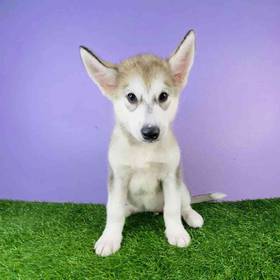 Alaskan Malamute